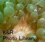 rie 058-1.jpg