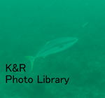 rie 067-1.jpg
