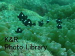 rie 068-1.jpg