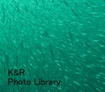rie 068-1.jpg