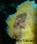 rieHatu 019-1.jpg