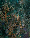rieHutoHokkawa 141-1.jpg
