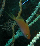 rieHutoHokkawa 146-1.jpg