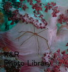 rieIOPsep 093-1.jpg