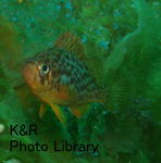 rieOse-04 063-1.jpg