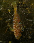 rieOse-04 084-1.jpg