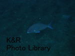 rieOse-Aprl 011-1.jpg