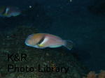 rieOse-Aprl 013-1.jpg