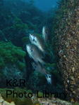 rieOse-Aprl 040-1.jpg