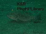 rieOse-Oct 073-1.jpg