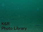 rieOse-Oct 080-1.jpg
