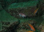 rieShishi-Aprl 048-1.jpg