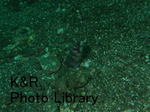 rieShishi-Aprl 049-1.jpg
