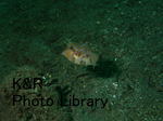rieShishi-Aprl 057-1.jpg