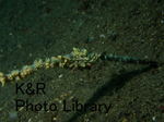 rieShishi-Aprl 060-1.jpg