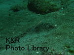 rieShishi-Aprl 070-1.jpg