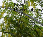 rieT-tochigi 038-1.jpg