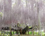 rieT-tochigi 053-1.jpg