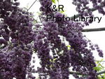 rieT-tochigi 054-1.jpg