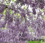 rieT-tochigi 055-1.jpg