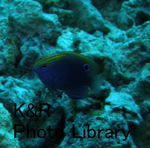 riesaipan1.17-18 006-1.jpg