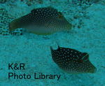 riesaipan1.17-18 006-1.jpg
